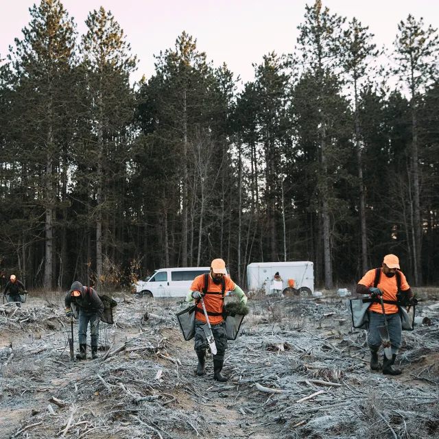 Group reforest planting