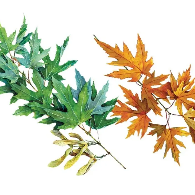 Illustration of a silver maple tree leaf.