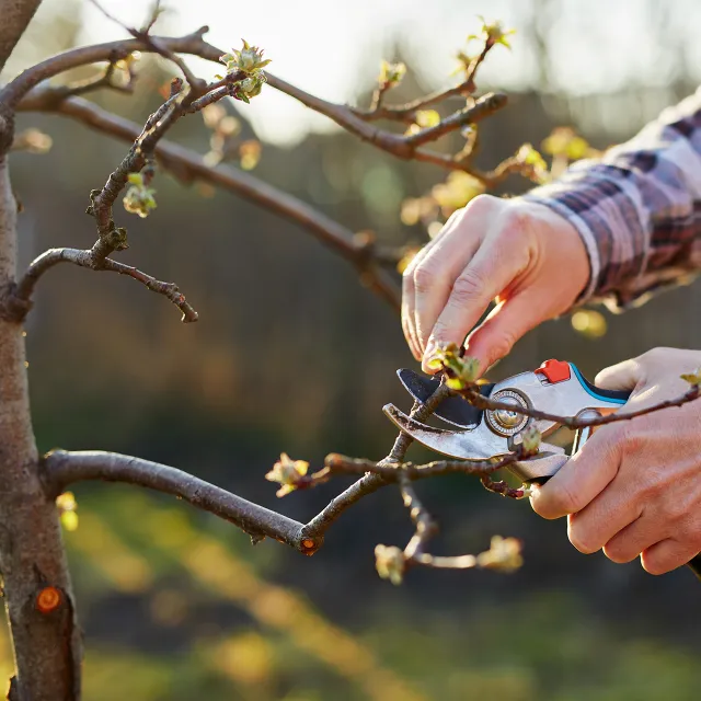 hands holding pruning shears