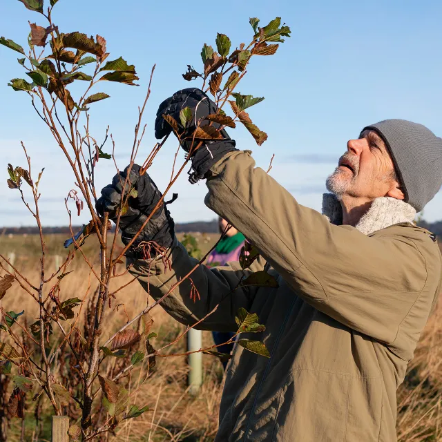 Man inspecting leaves on a tree.