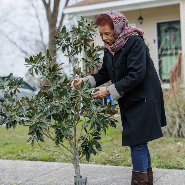 a person planting a tree