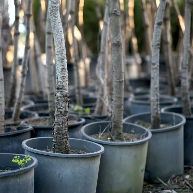 trees in buckets ready to be planted