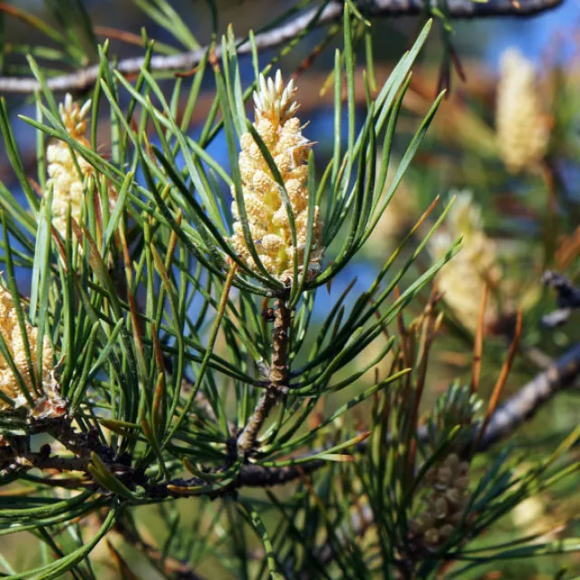 Media Name: eastern-white-pine-1024x576.jpg