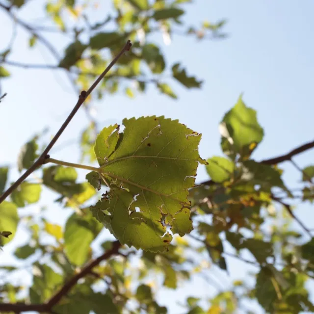 Media Name: defoliated-leaf-iStock-889654334.jpg