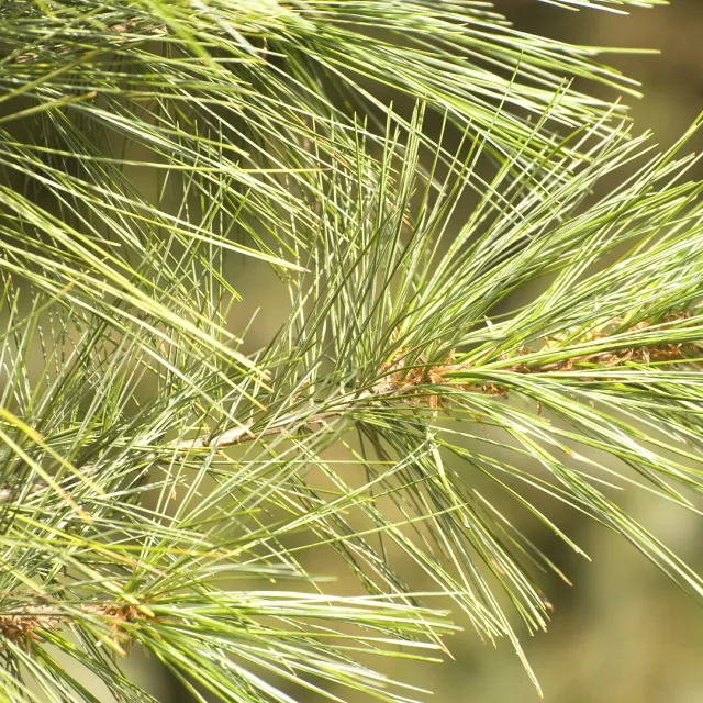 Media Name: eastern-white-pine2.jpg