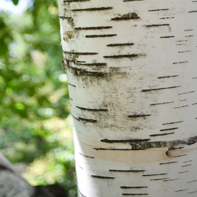 Media Name: paper-birch-bark.jpg