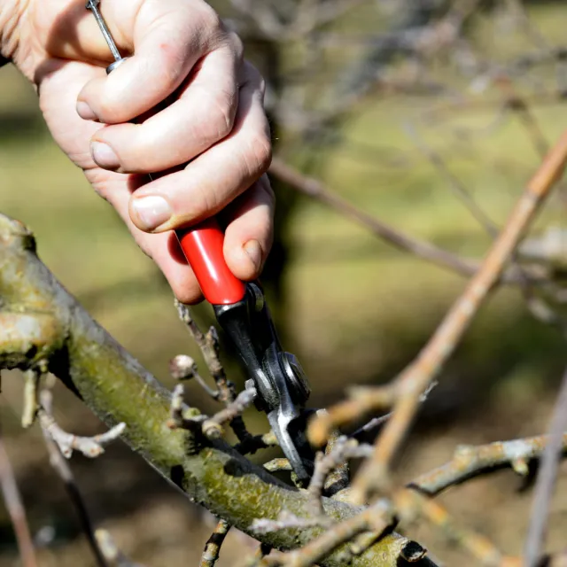 Media Name: tree-prune-iStock-509862996.jpg