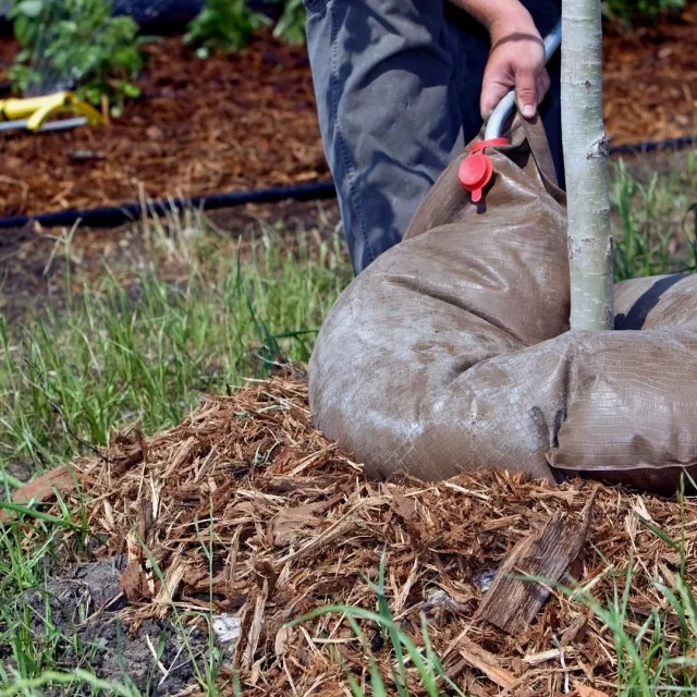 Media Name: tree-watering-bag-iStock-184138859.jpg