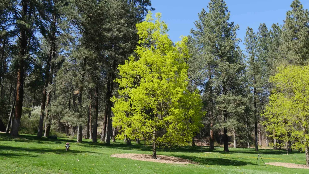 a norway maple tree in the middle of a park.