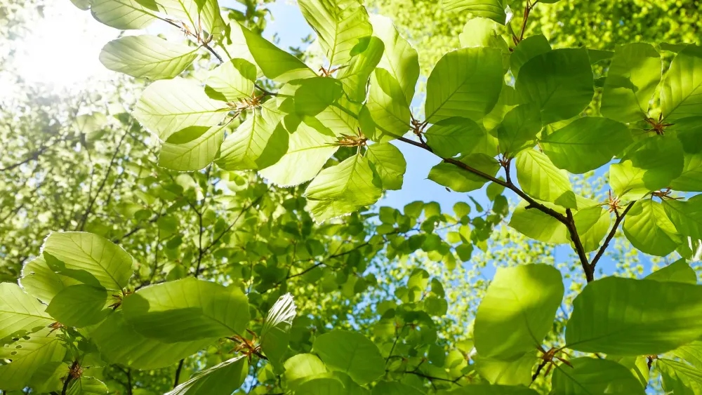 Close-up of beech leaves on a tree