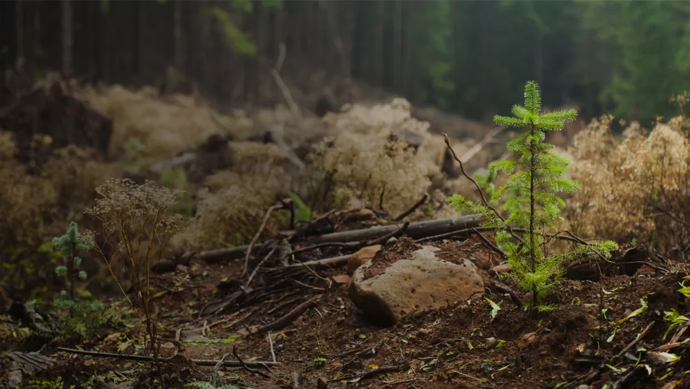 Regrowth logging area