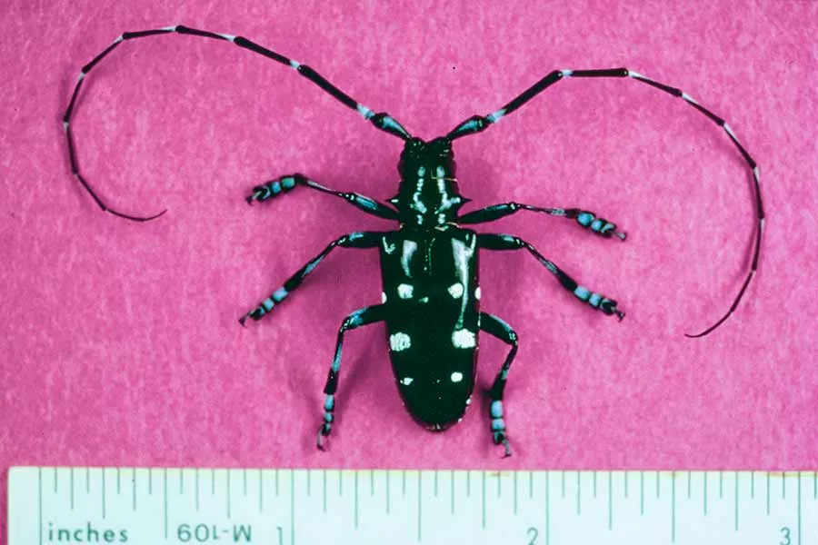 Asian Longhorned Beetle