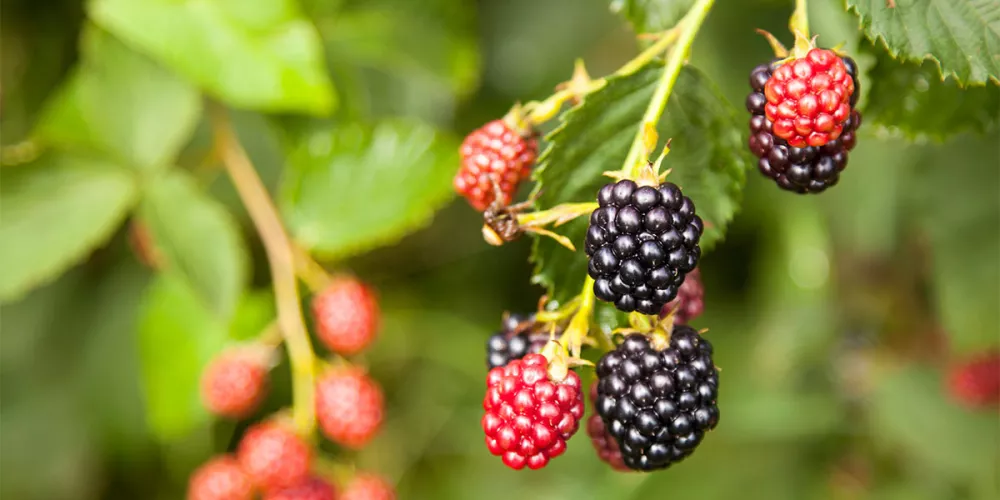 Blackberries on a tree