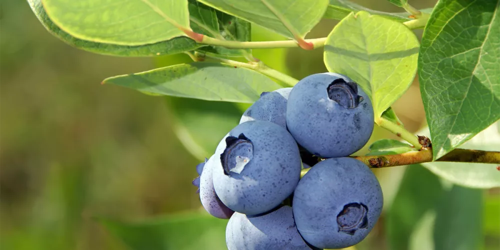 Blueberries on a bush