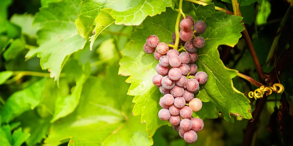 Grapes on a vine