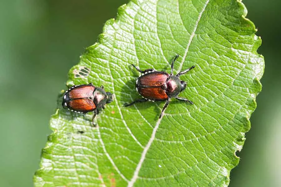 Japanese beetles on a leaf.