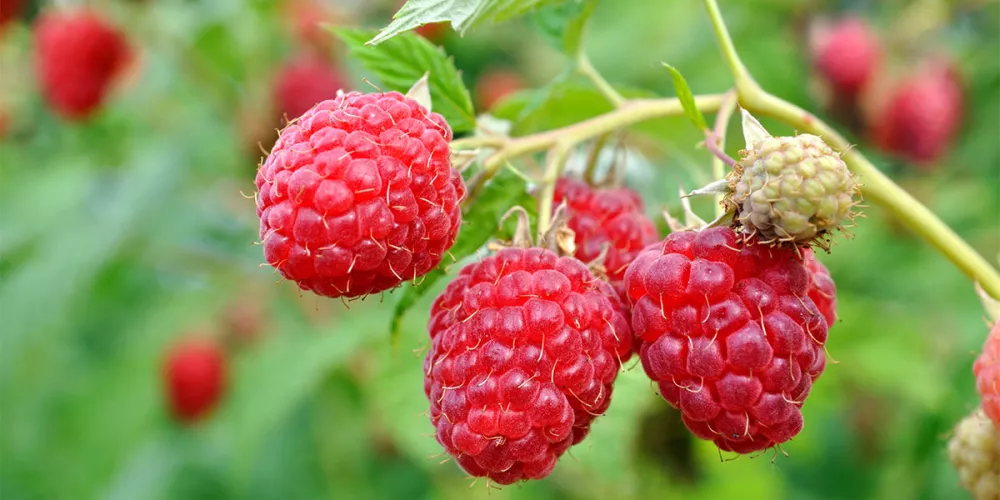 Everbearing Red Raspberry Bush