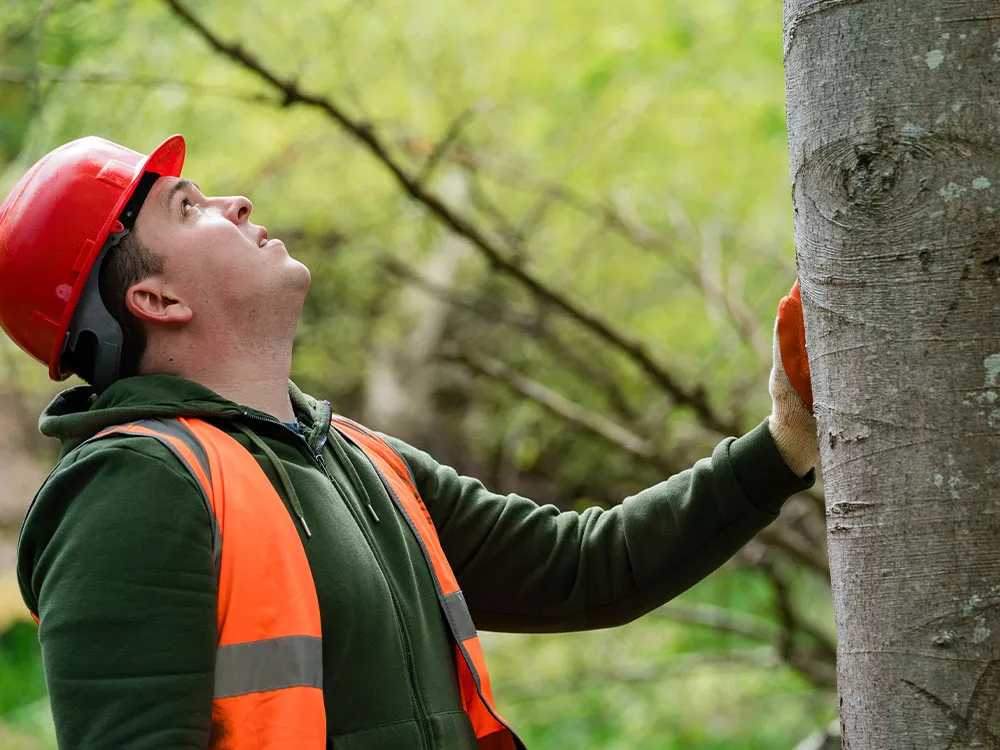 arborist inspecting a tree