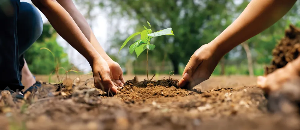 people planting a tree