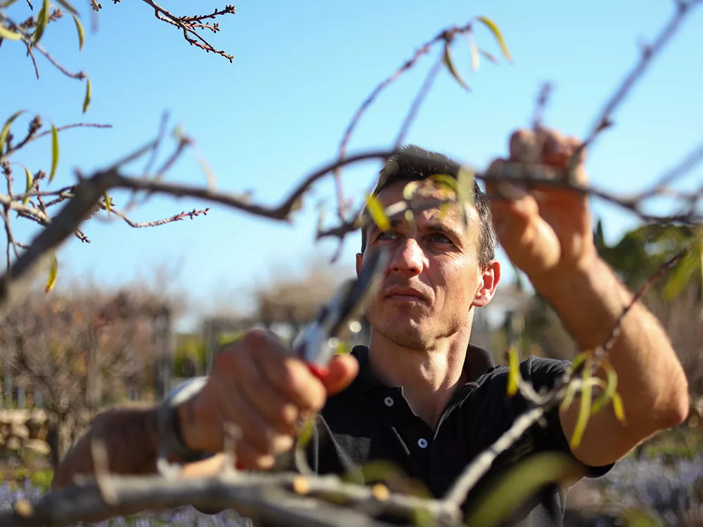 person pruning a tree