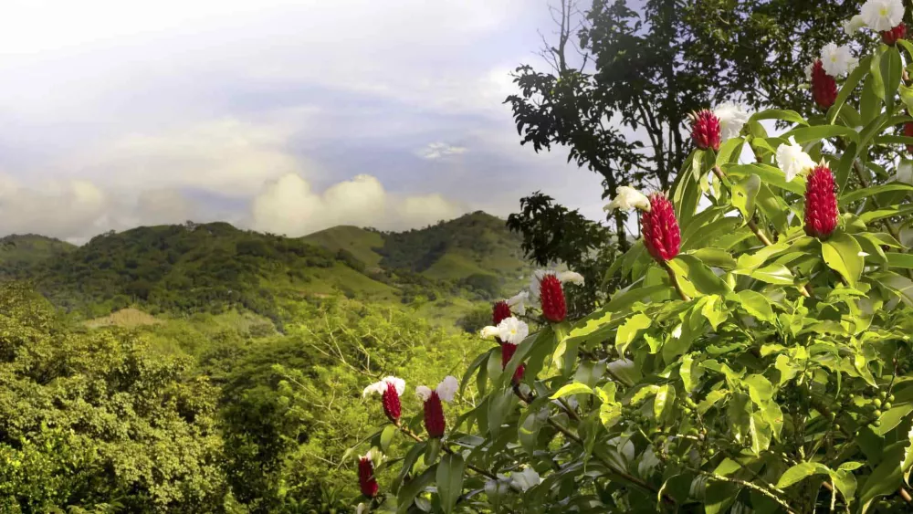 Image of rain forest and tropical flowers