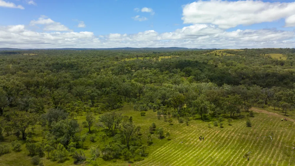 Overhead view of trees in a forest.