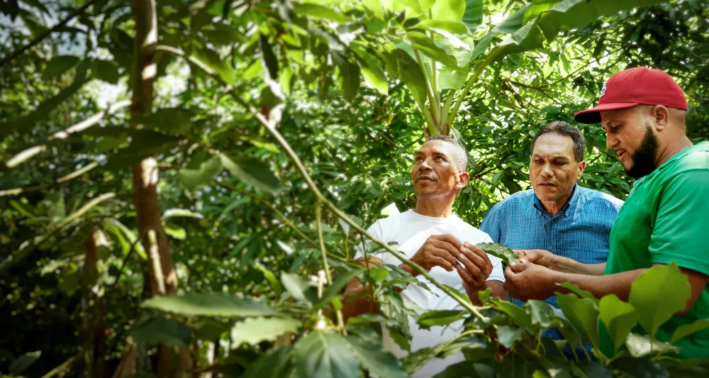 three men in dense forest