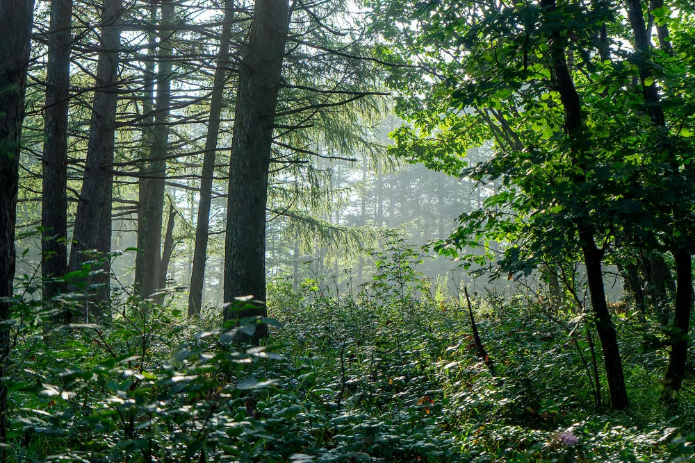 trees in a forest