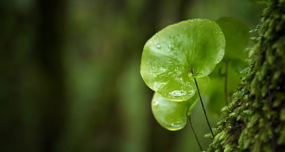 Close-up of a moss-covered tree trunk and new leaves.