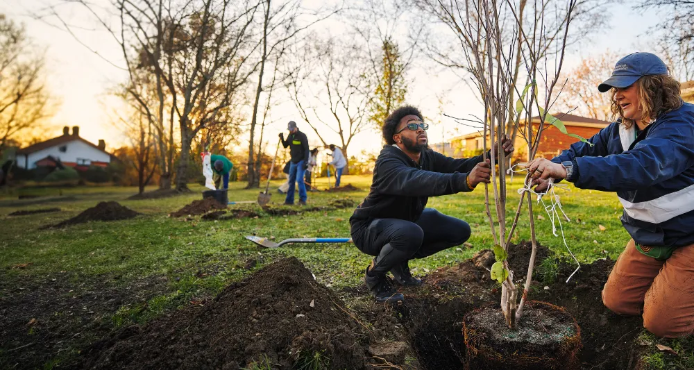 Volunteers planting trees in residential neighborhood.