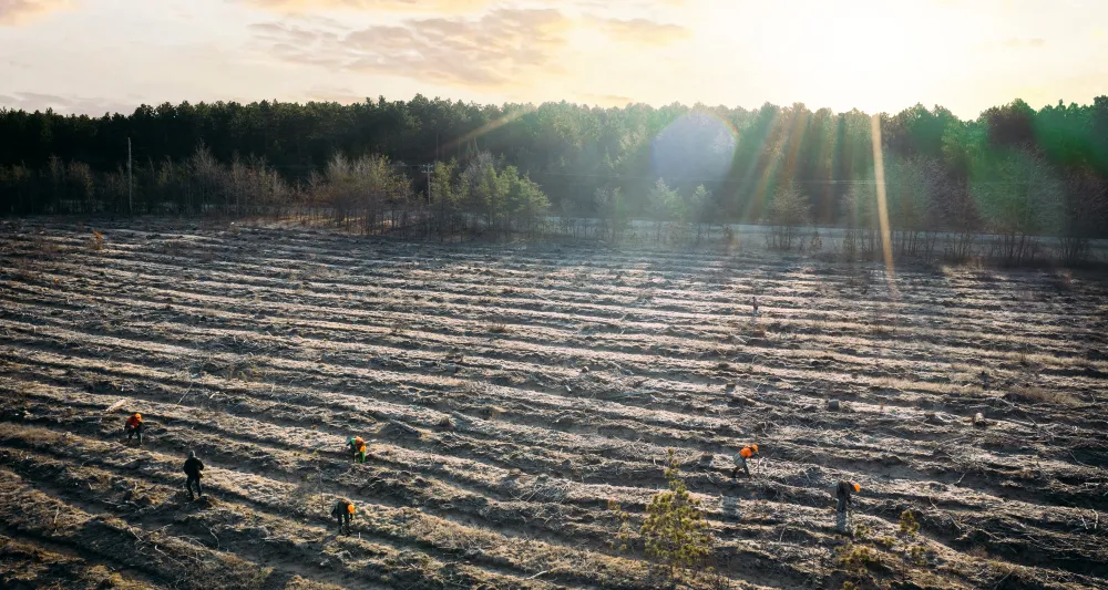 Large-scale reforestation tree planters