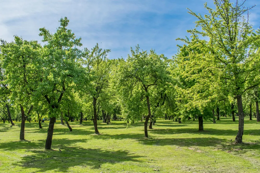 many trees growing in a park 