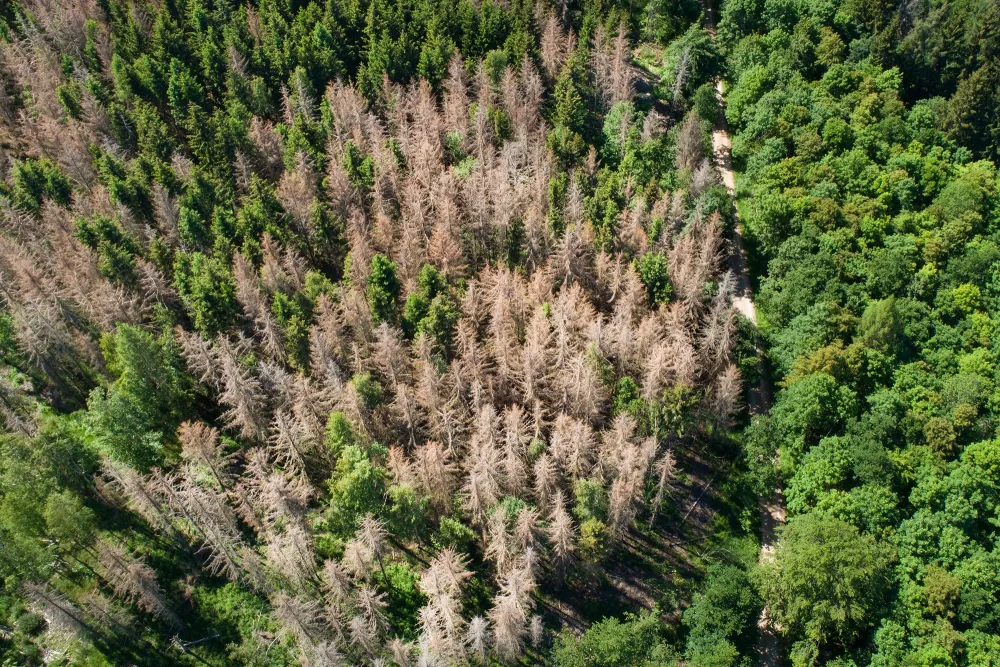 trees aftermath from a pest outbreak