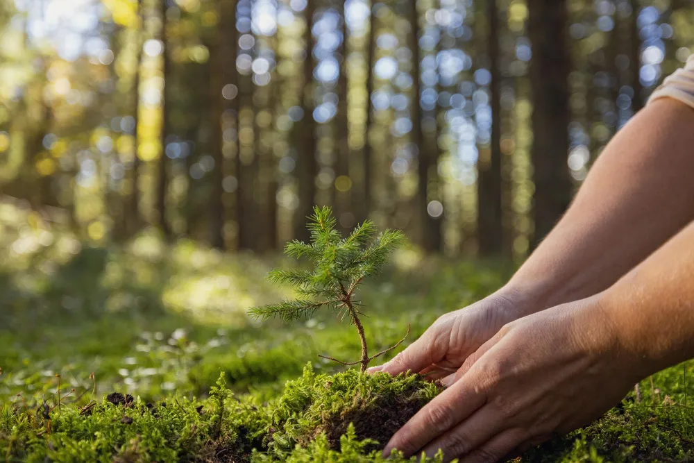 a person planting a tree