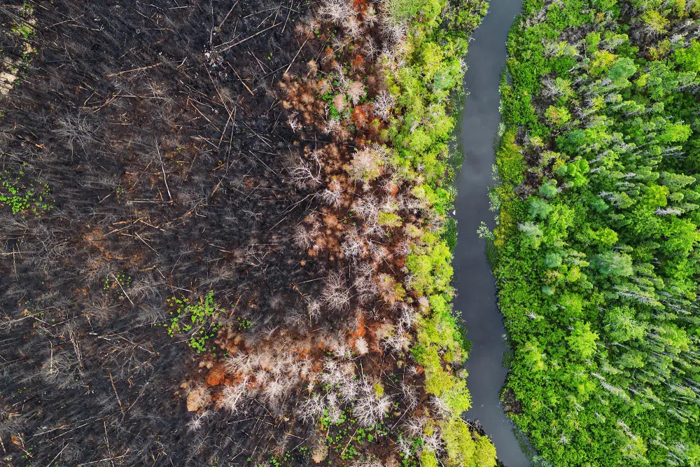 wildfire aftermath in a forest