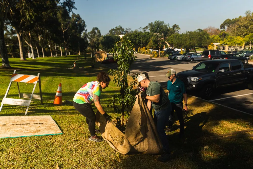 volunteers participating in a tree planting