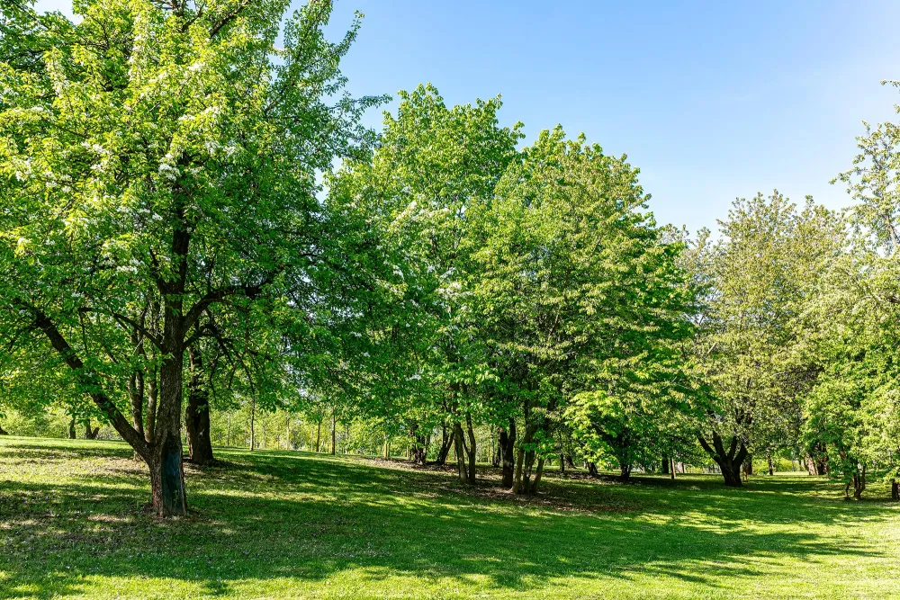 trees at a park