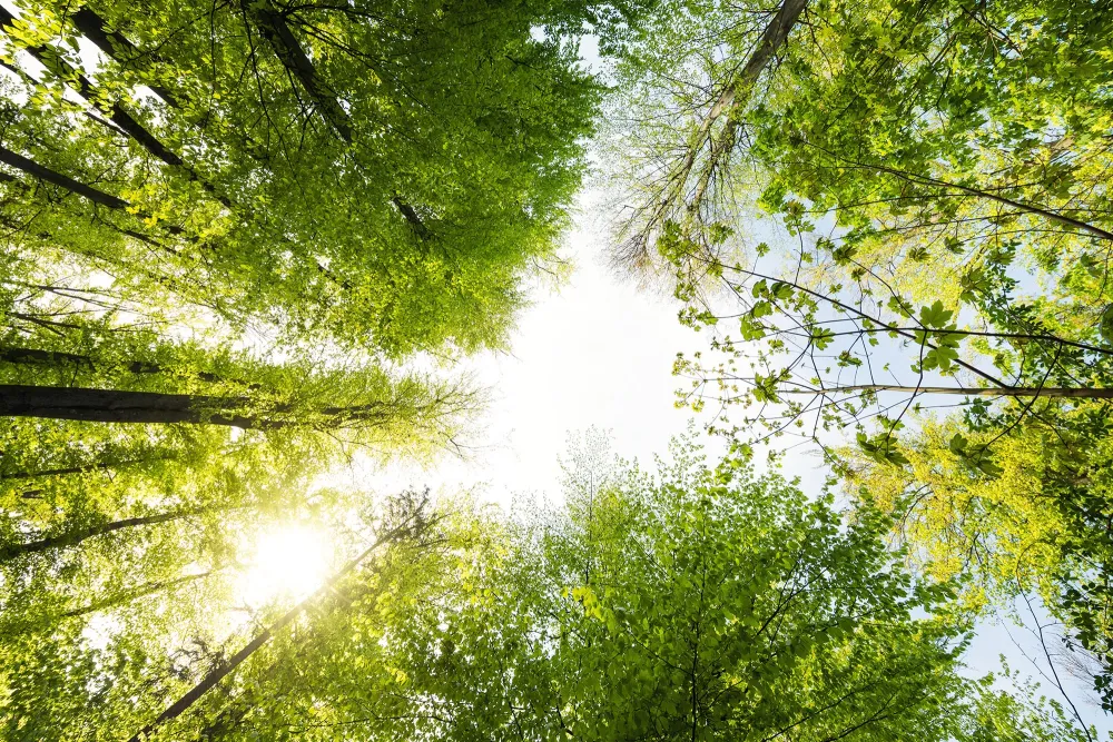 from the ground looking up at the sun shining through a forest of trees