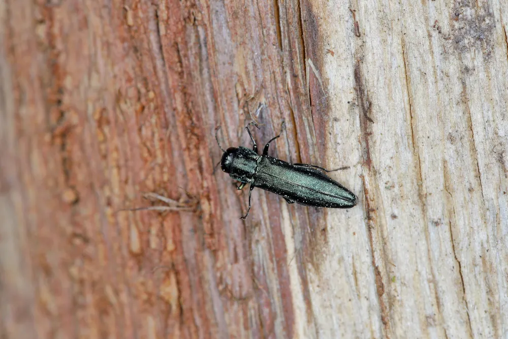 emerald ash borer beetle on a tree