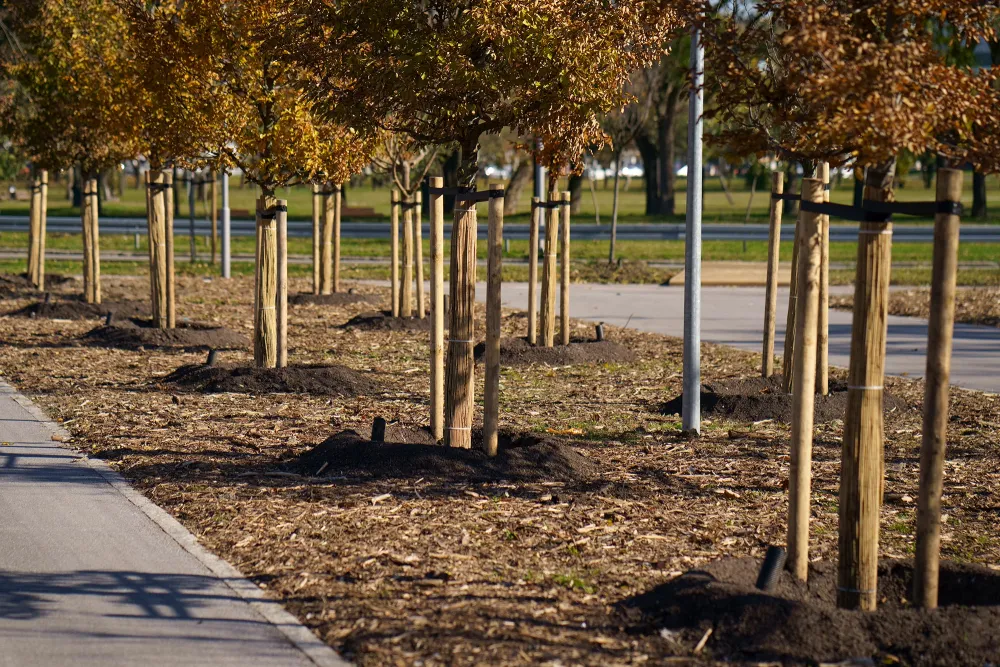 city tree planting