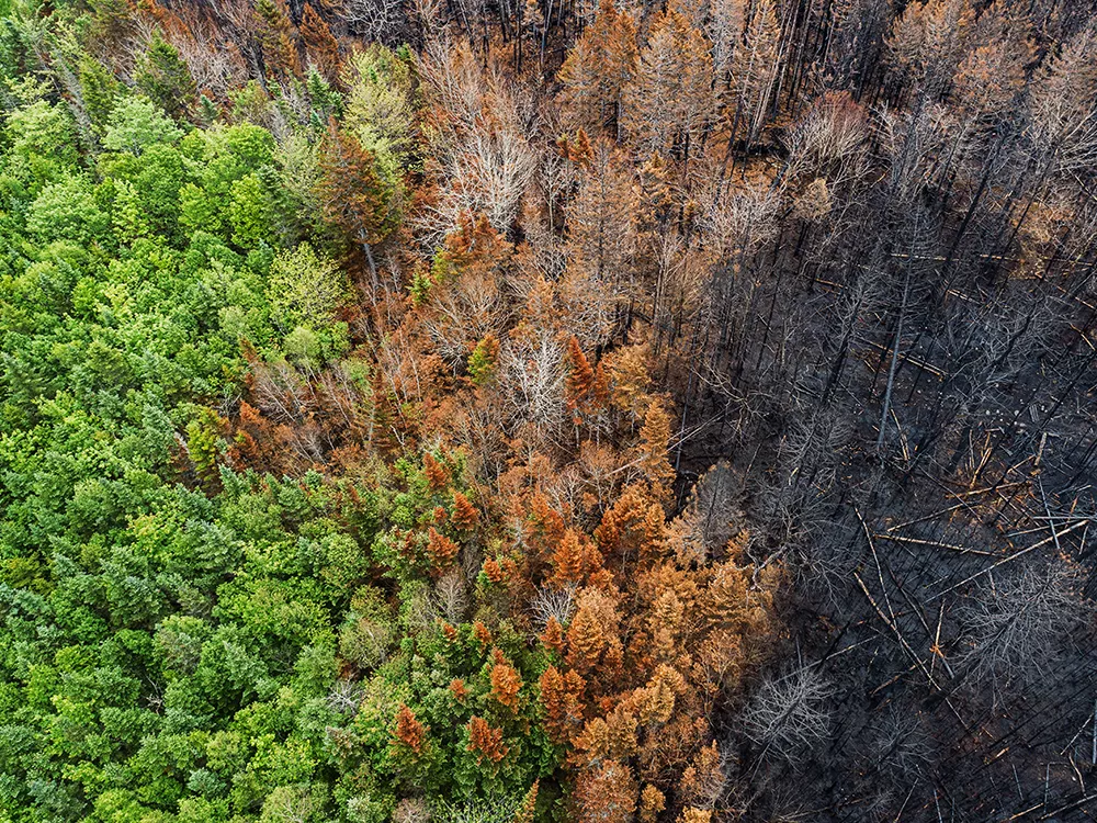 aerial view of wildfire aftermath trees