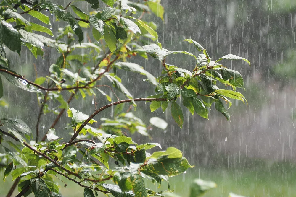 rain water collecting on branches of a tree