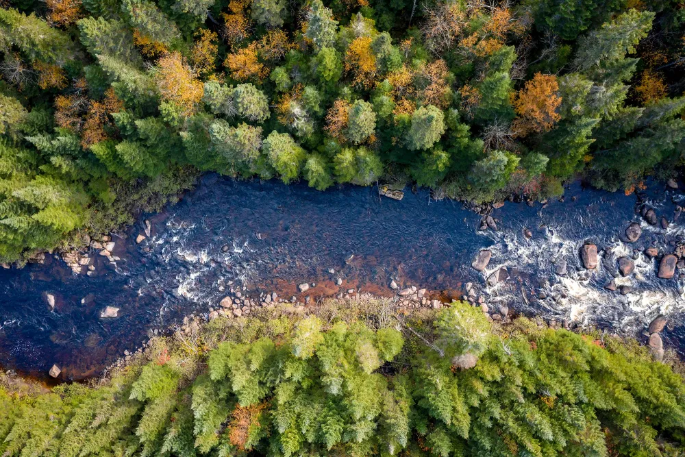 trees along a running stream