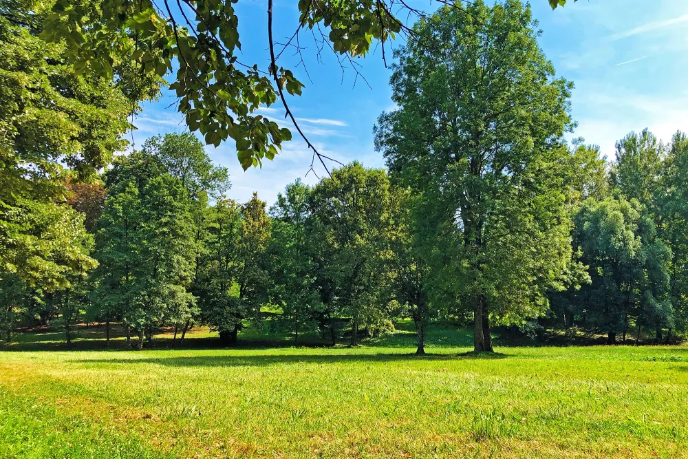 a park full of trees