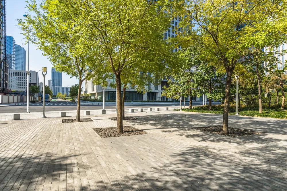 trees in an urban space