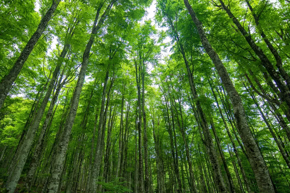 forest of green trees