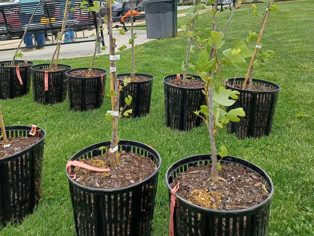 trees in buckets ready to be planted