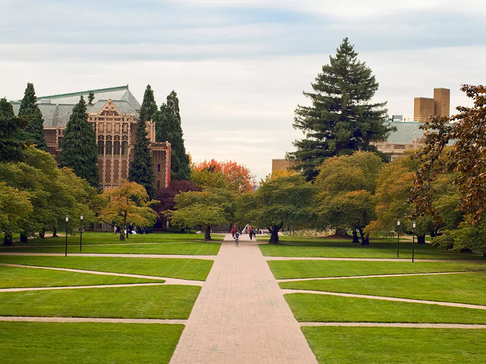 trees on a college campus