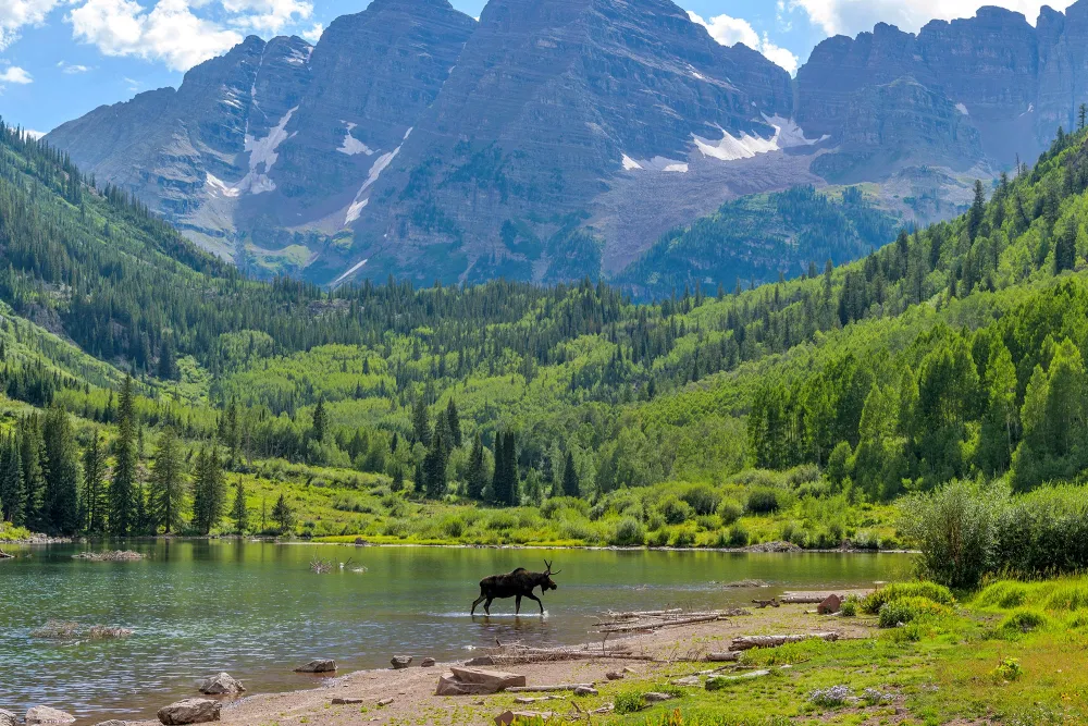 animal walking through water surrounded by trees