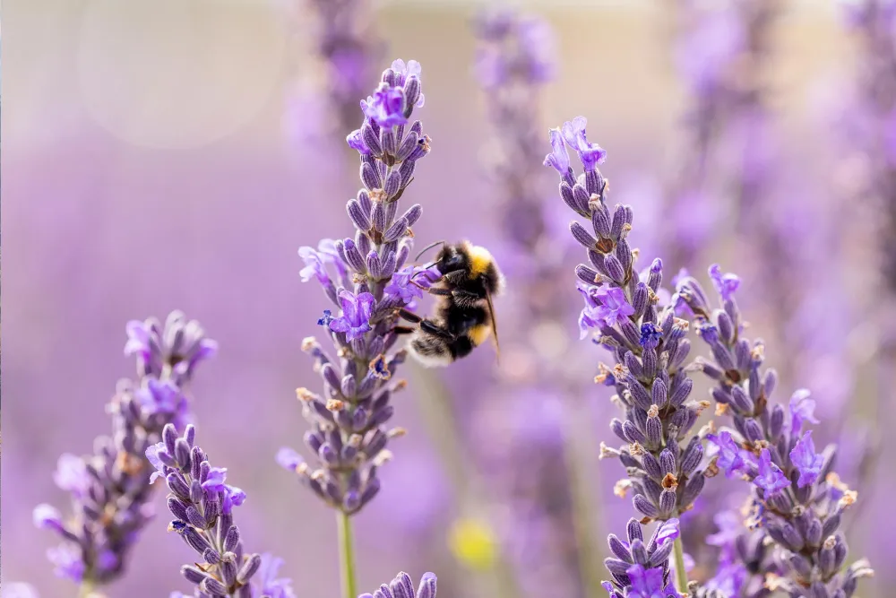 a bee on a lavender plant